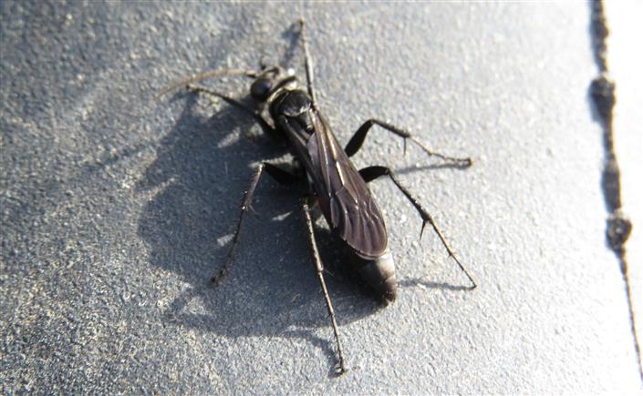 Pompilidae:  cfr. Anoplius sp.